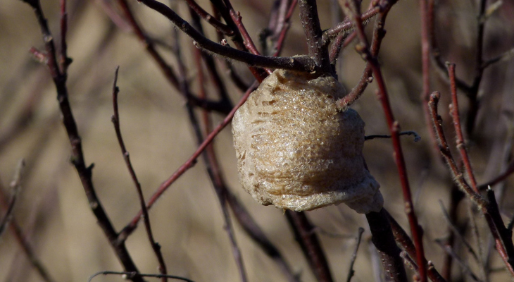 Fall finds praying mantis egg cases Illinois Extension UIUC